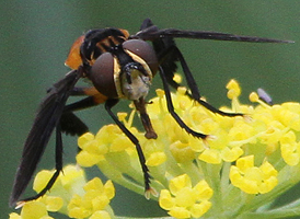 Trichopoda pennipes 